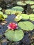 Pink Waterlilies and Green Lily Pads in Swamp Pond Water