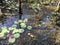 Pink Waterlilies and Green Lily Pads in Swamp Pond Water