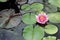 Pink waterliliy