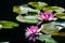 Pink Waterlillies and reflections in dark water.