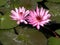 Pink waterlilly