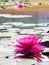 Pink waterlilly with reflection and lilly leaf