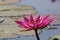 Pink Waterlily