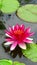 Pink waterlily