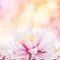 Pink Waterlily Background Design