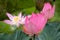 Pink waterlily buds. Lotus flowers close-up