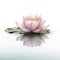 a pink waterlily floating on top of a body of water with a reflection of it\\\'s leaves and a yellow center piece of the water