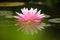 Pink waterlily floating on water in pond