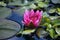 Pink Waterlily flower - Nymphaea - in garden pond