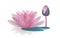 Pink waterlily flower on white background