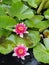 Pink Waterlily flowers - Nymphaea