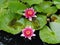 Pink Waterlily flowers Nymphaea