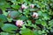 Pink Waterlily flowers - Nymphaea - in garden pond