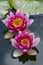 Pink waterlily flowers in pond