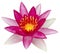 Pink waterlily isolated