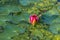 Pink waterlily in the lake