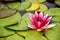 Pink waterlily and leaves floating on water