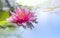 Pink waterlily or lotus flower is blooming in pond with morning soft sunlight on surface