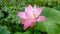 Pink waterlily lotus reflecting