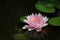 Pink waterlily reflection on watersurface beautiful in the pond