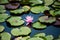 Pink Waterlily Surrounded by Lily Pads in a Blue Watery Pond on a Sunny Day