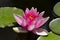 Pink waterlily surrounded by lily pads on a pond