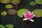 Pink waterlily surrounded by lily pads on a pond