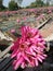 Pink waterlily in wooden boat