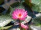 Pink Watrer Lilly or Lotus Flower in Pond.