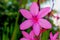 Pink Watsonia rogersii flower