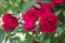 Pink weaving roses with green leaves grow in the summer in the sun