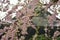 Pink Weeping Cherry blossom branches in Japan