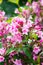 Pink weigela blossom flowers