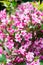 Pink weigela blossom flowers