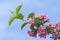 Pink Weigela branch in bloom.