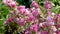 Pink weigela bush flowers
