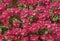 Pink weigela flower plant