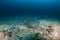 Pink Whipray on the seafloor near a dark tropical reef