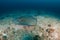 Pink Whipray on the seafloor near a dark tropical reef