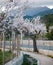 Pink and white almond flowers