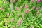 Pink and White Angelonia Goyazensis Benth Flowers