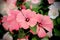 Pink and white annual mallow (Lavatera trimestris) in the bush