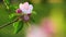 Pink and white apple blossom