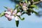 Pink and white apple blossom at a tree