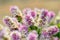 Pink and white Australian Spiked Featherflowers