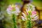 Pink and white beautiful Spider flower, Cleome hassleriana in fl