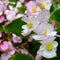 pink and white begonias