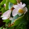 Pink and white begonias