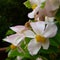 Pink and white begonias