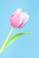 Pink and white bi-colored tulip